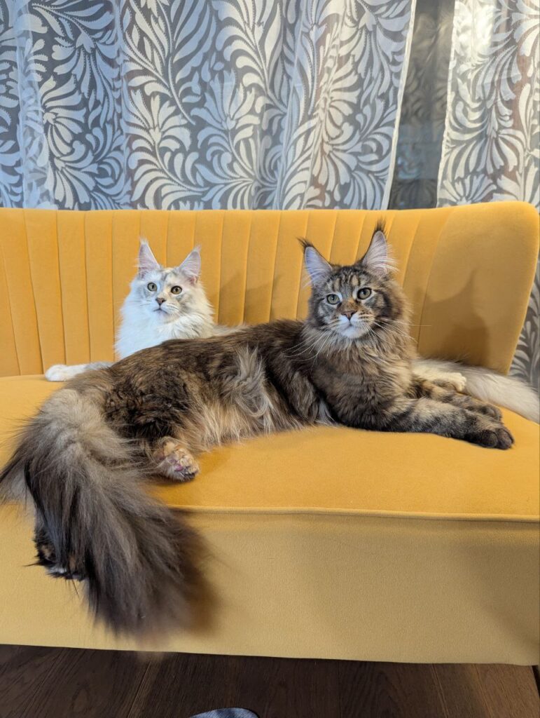 Polydactyl Maine Coon