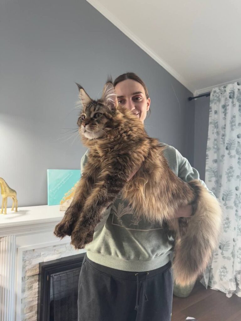 Fox Maine Coon