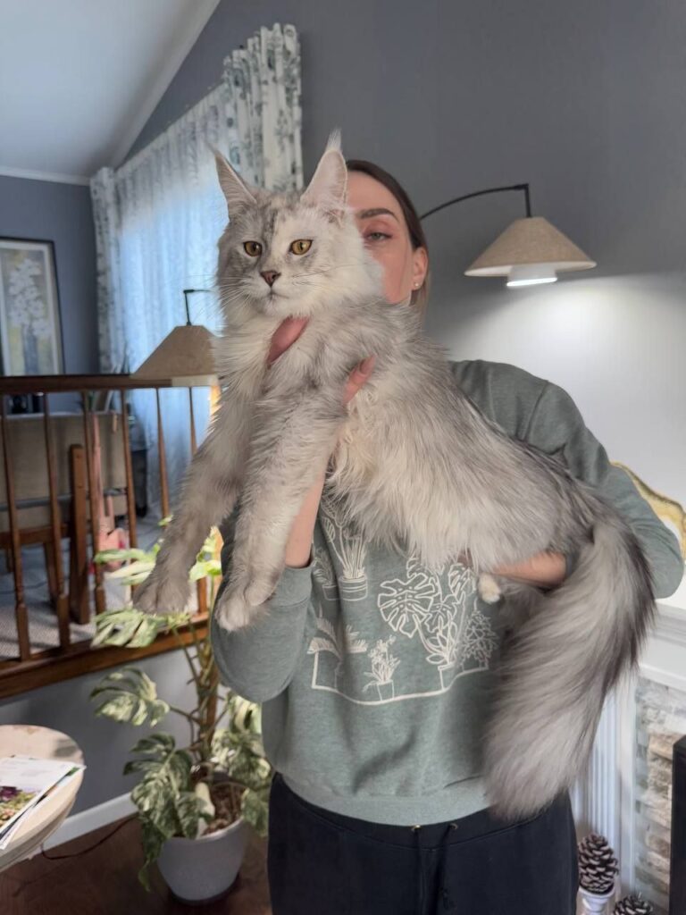 Silver Maine Coon