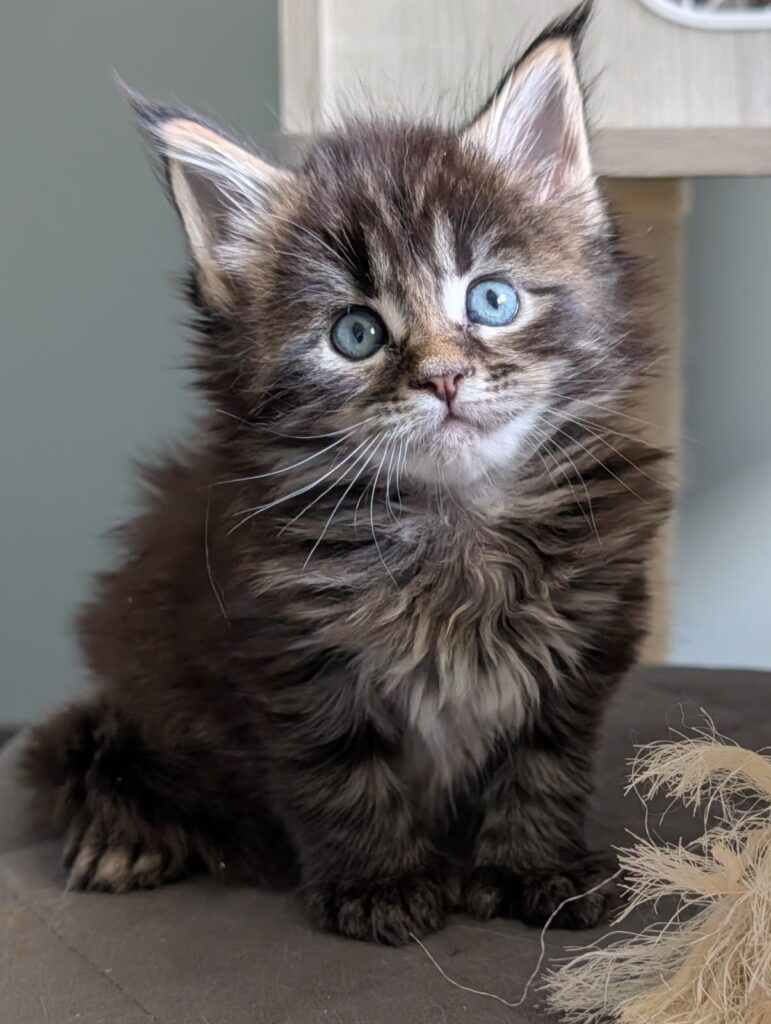 Black tabby Maine Coon kitten Erebus, born March 30, showing characteristic ear tufts, expressive eyes, and a thick, developing coat.