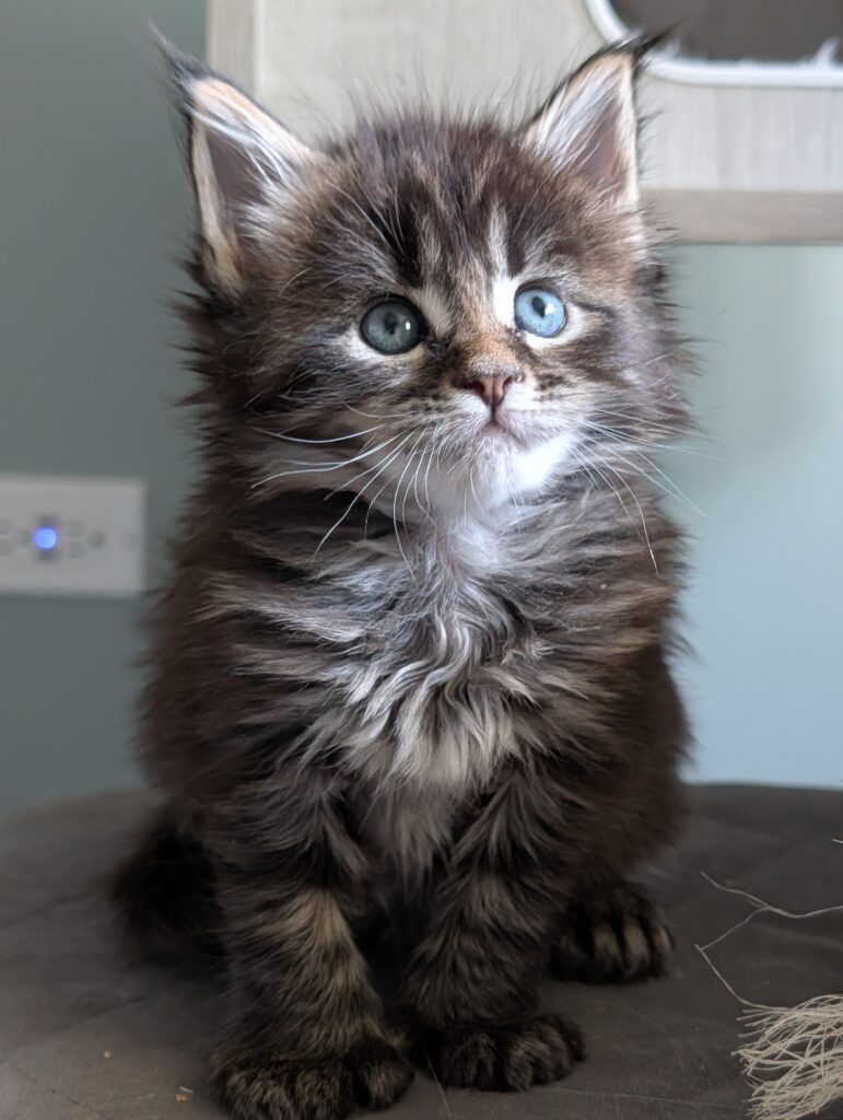 Maine Coon kitten named Erebus, black tabby coat, born on March 30, with bold stripes, large paws, and a fluffy appearance.