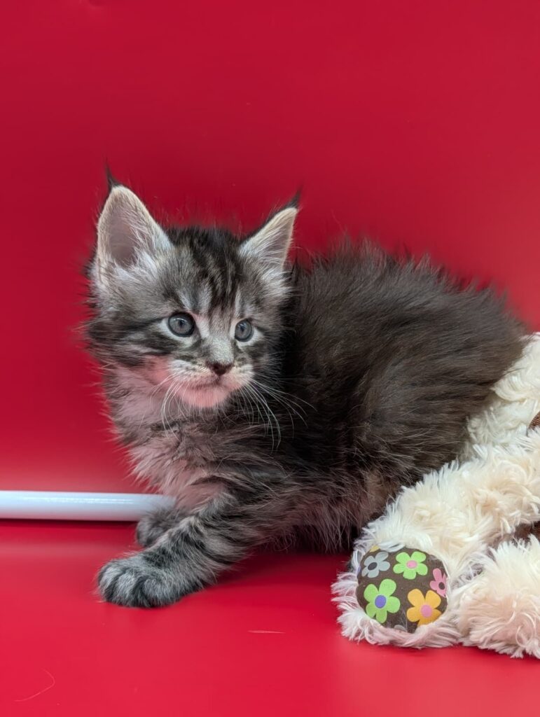 Felix, a Maine Coon kitten in black tabby coloring, born March 30, with a thick developing coat and bright, expressive eyes.