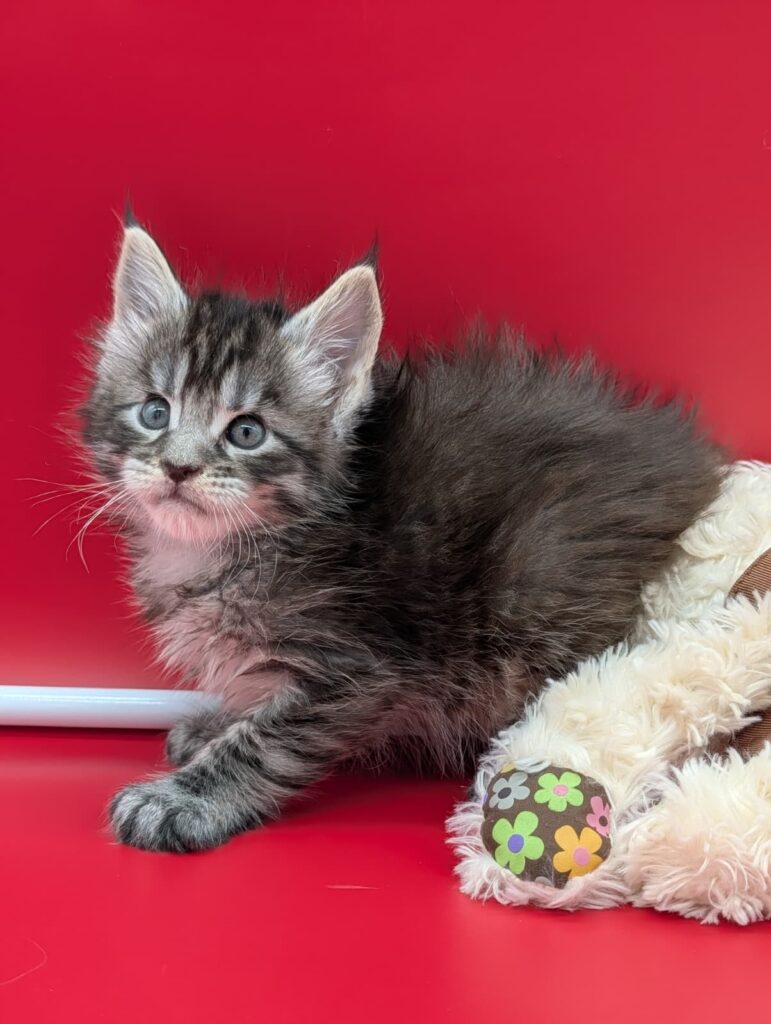 Black tabby Maine Coon kitten Felix, born on March 30, showing prominent ear tufts and a playful, attentive expression.