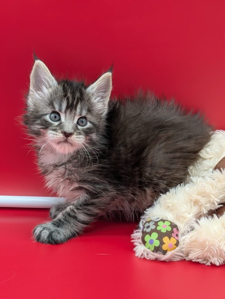 Maine Coon kitten Felix, black tabby, born March 30, with a fluffy coat and soft striped pattern, looking alert and curious.
