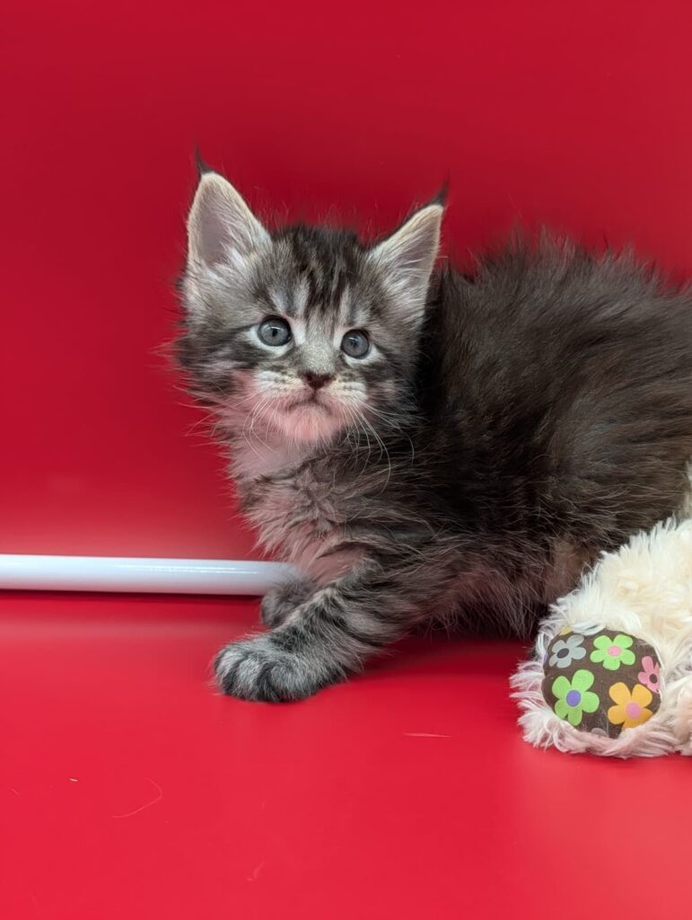 Maine Coon kitten Felix, black tabby, born March 30, resting calmly with a soft, fluffy coat and clearly defined tabby markings.
