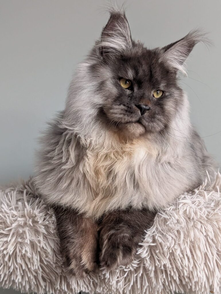 Black silver Maine Coon stud cat Wade Wilson 10 month old side profile breeding male