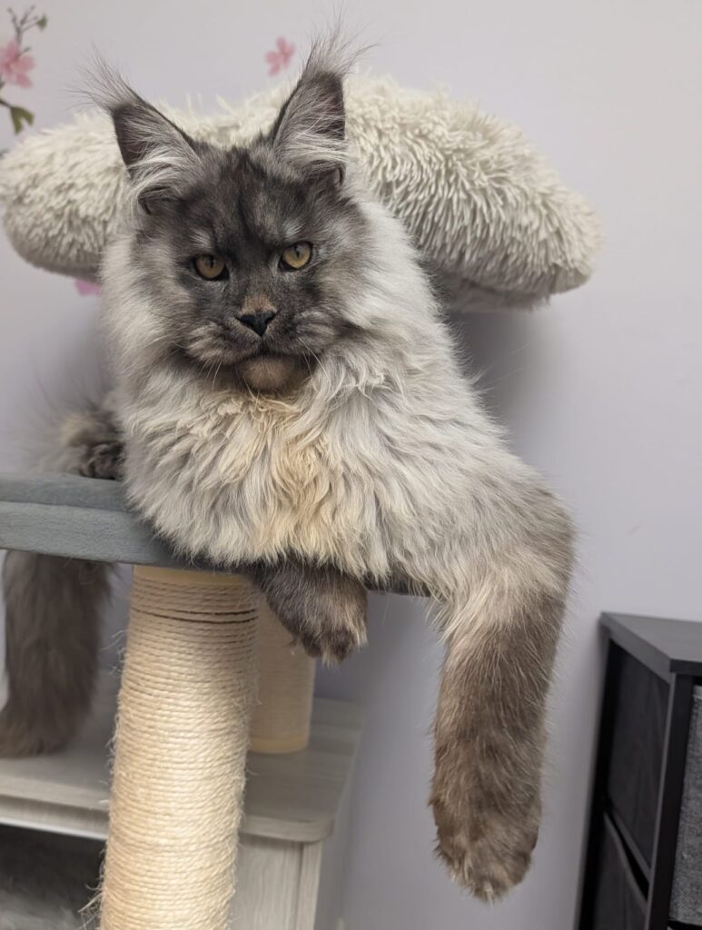 Wade Wilson Maine Coon male cat black silver tabby 10 months posing portrait stud cat