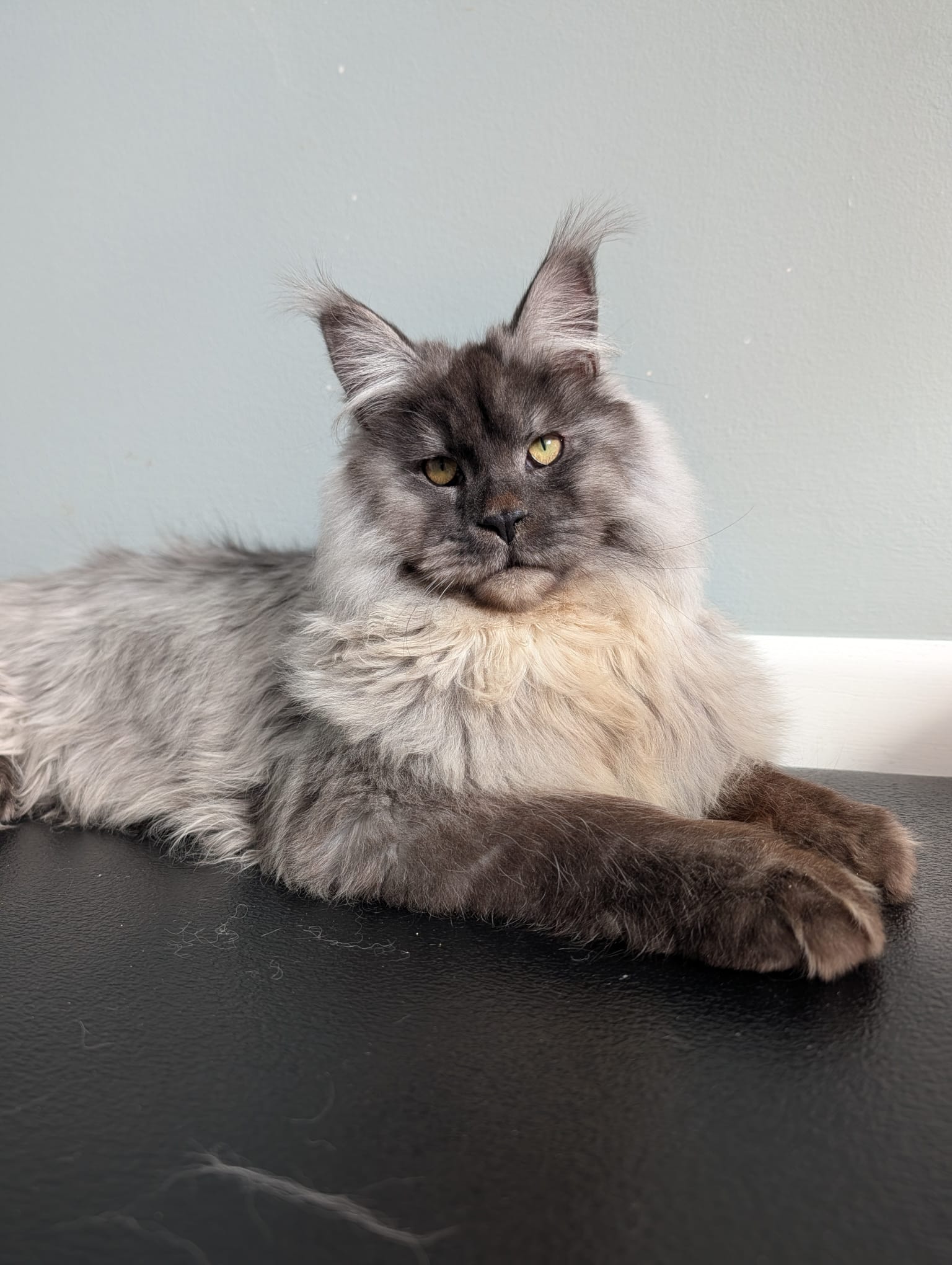Maine Coon male Wade Wilson black silver 10 months old breeding cat full body