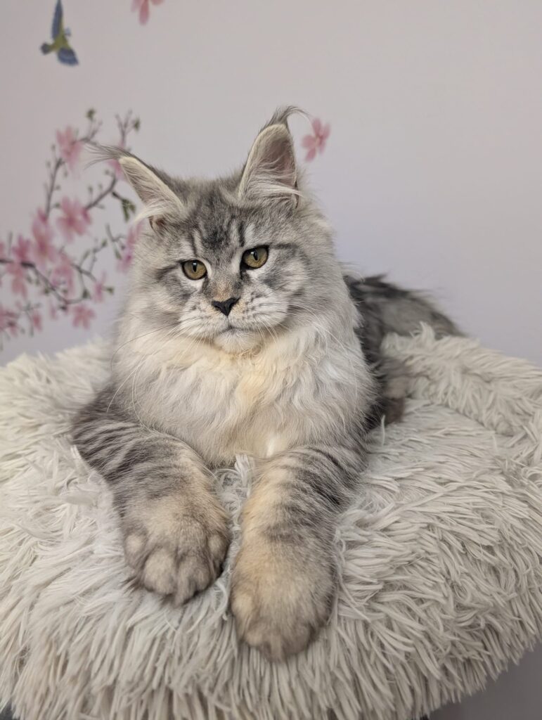 Maine Coon female ns25 black silver ticked tabby 11 months breeding queen