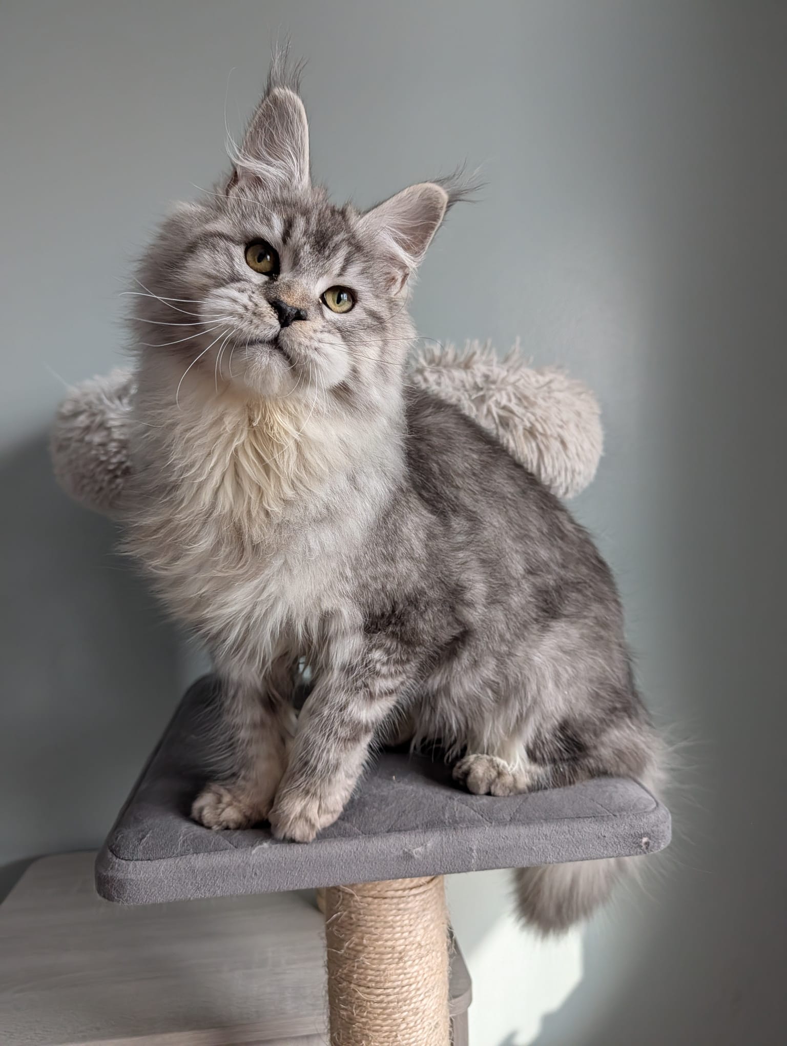 Beautiful 10-month-old Maine Coon female in black silver tabby (NS25), showcasing dense silver coat, graceful body structure, and excellent show and breeding potential.