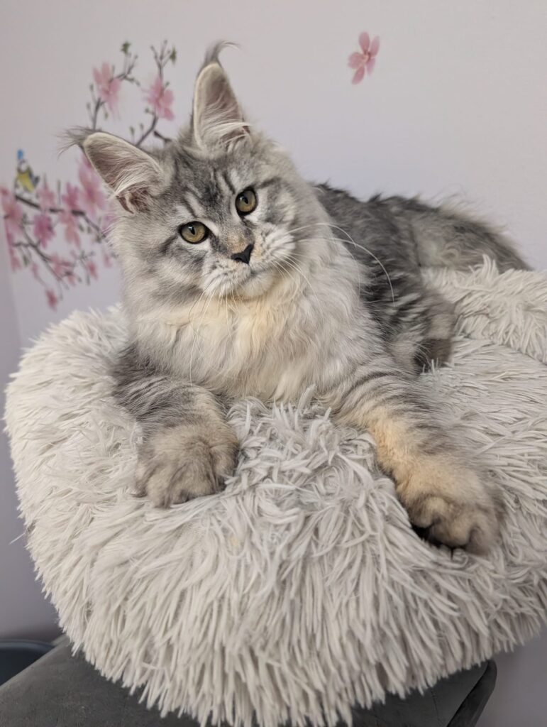 10-month-old female Maine Coon cat in black silver tabby (NS25) color with silver coat, elegant future queen with strong breed type and expressive face.