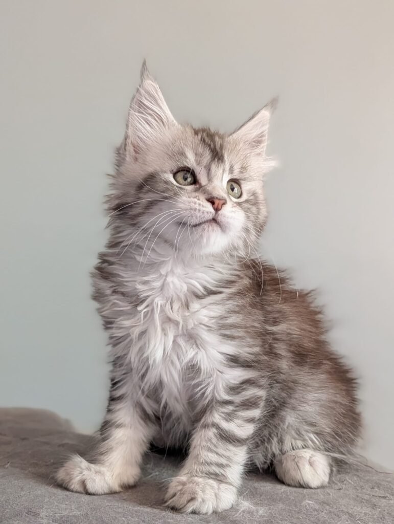 Our cattery produces Maine Coon kittens in silver and black silver tabby colors, combining wild elegance with a calm and family-friendly temperament.