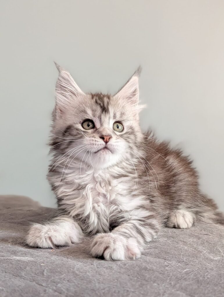 Home-raised Maine Coon kittens in silver and black silver tabby coats, known for their majestic appearance, gentle nature, and excellent socialization.