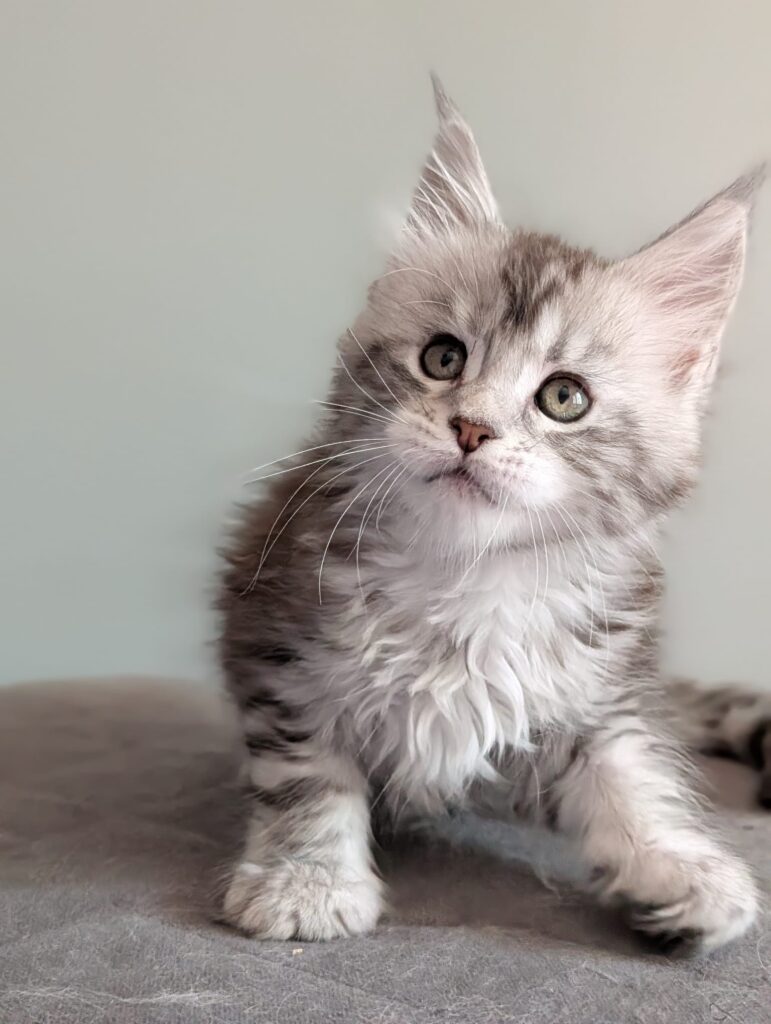 Specializing in silver and black silver tabby Maine Coons, we raise kittens with outstanding conformation, large bone structure, and affectionate personalities.