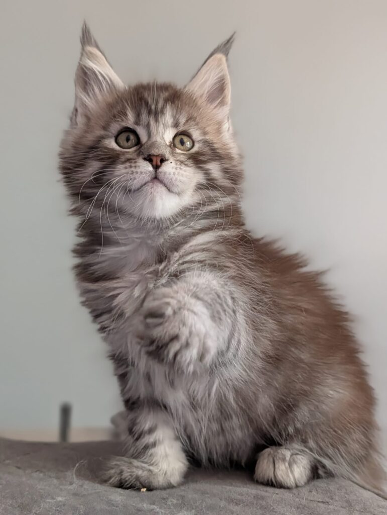 Maine Coon cattery focused on silver and black silver tabby Maine Coons, producing kittens with impressive size, luxurious coats, and stable, friendly temperaments.