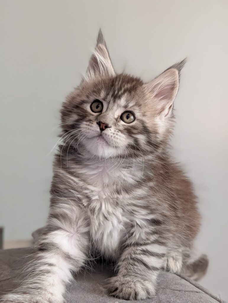 Premium Maine Coon kittens in silver and black silver tabby colors. Our cats are raised in a home environment with strong genetics, beautiful type, and loving personalities.