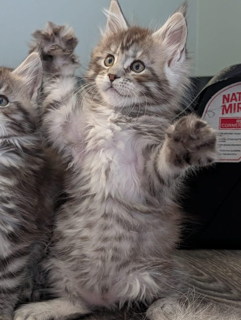 We are a Maine Coon cattery specializing in silver and black silver tabby lines, breeding large, healthy, and well-socialized kittens with excellent temperament and pedigree.