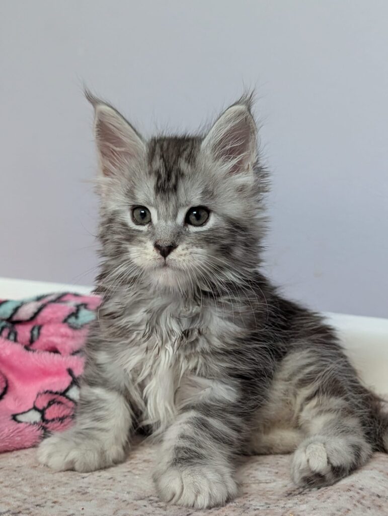 Maine Coon kitten black silver tabby 6 weeks old close-up portrait