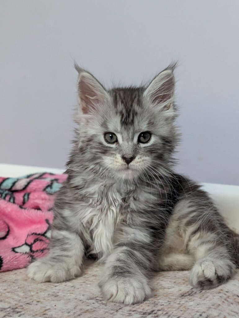 Black silver tabby Maine Coon kitten 6 weeks old playful home environment