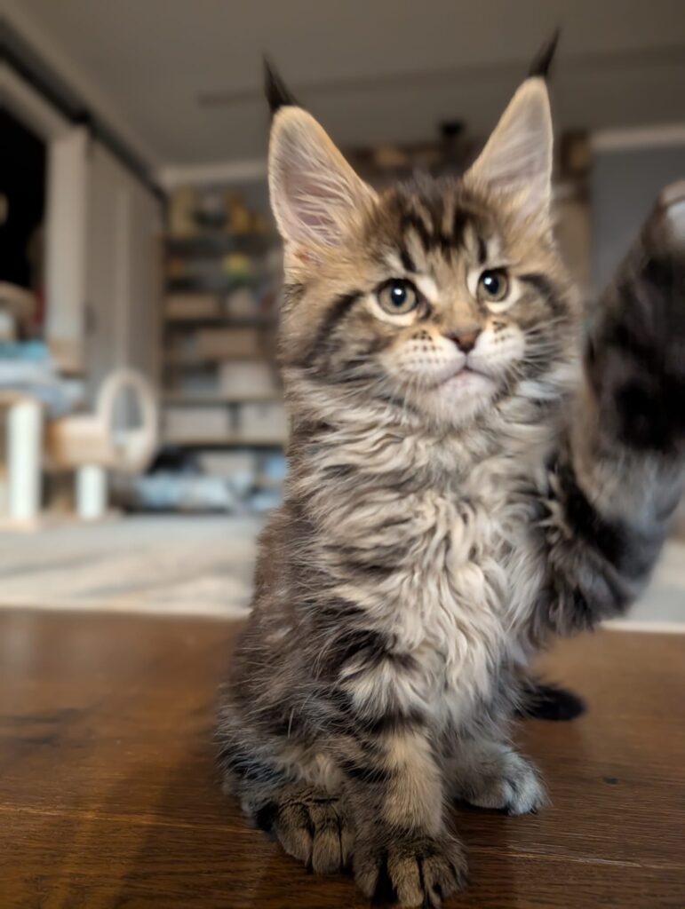 Black tabby Maine Coon kitten girl in a relaxed pose indoors