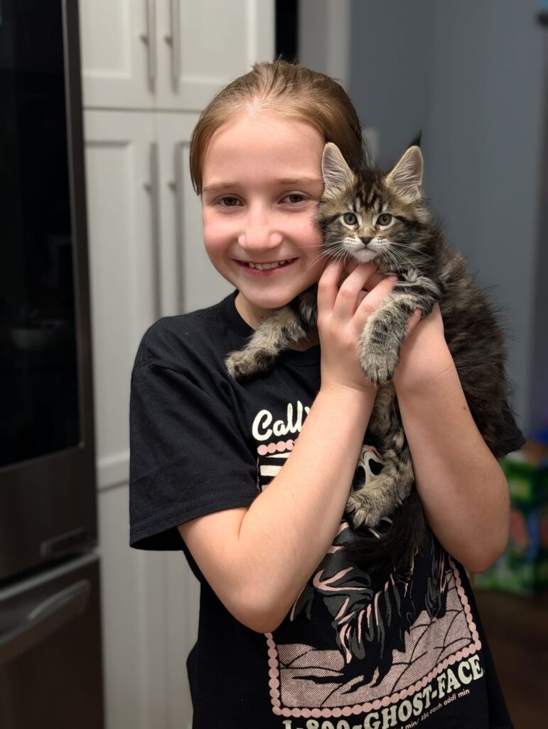 Small female Maine Coon kitten black tabby coloring looking to the side