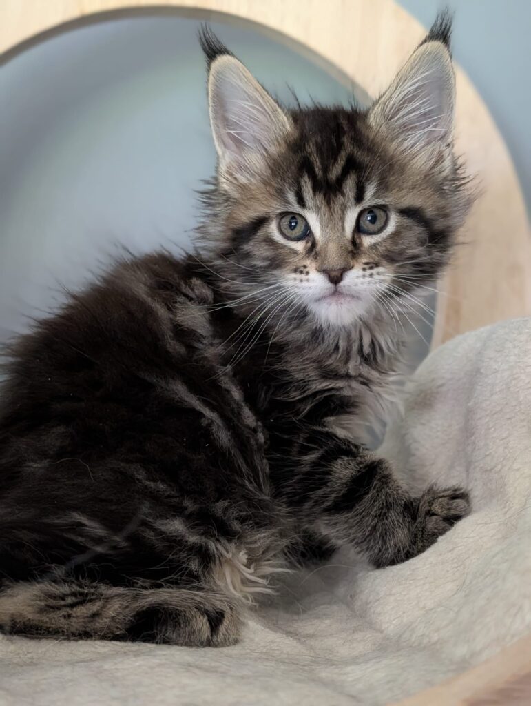 Close-up of female Maine Coon kitten with black tabby markings