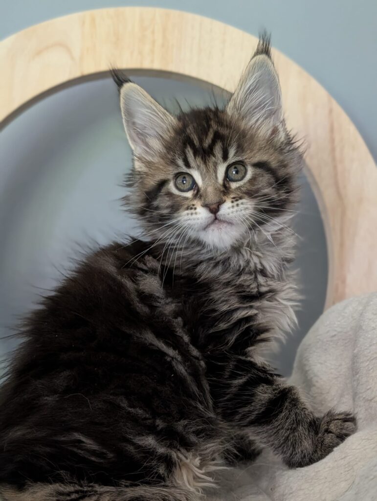 Playful black tabby Maine Coon kitten exploring indoor space