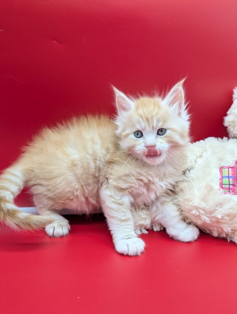 Red silver tabby Maine Coon kitten, 5 weeks old, bright eyes portrait