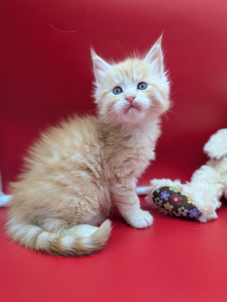 Maine Coon kitten red silver tabby, 5 weeks old, playful and curious