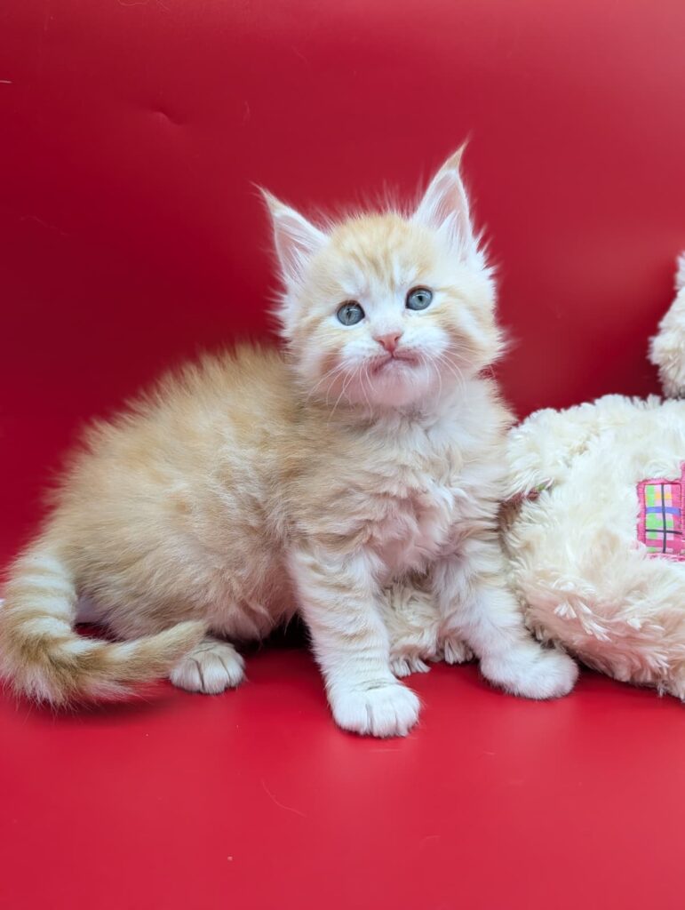 Red silver tabby Maine Coon kitten, 5 weeks old, fluffy baby at home
