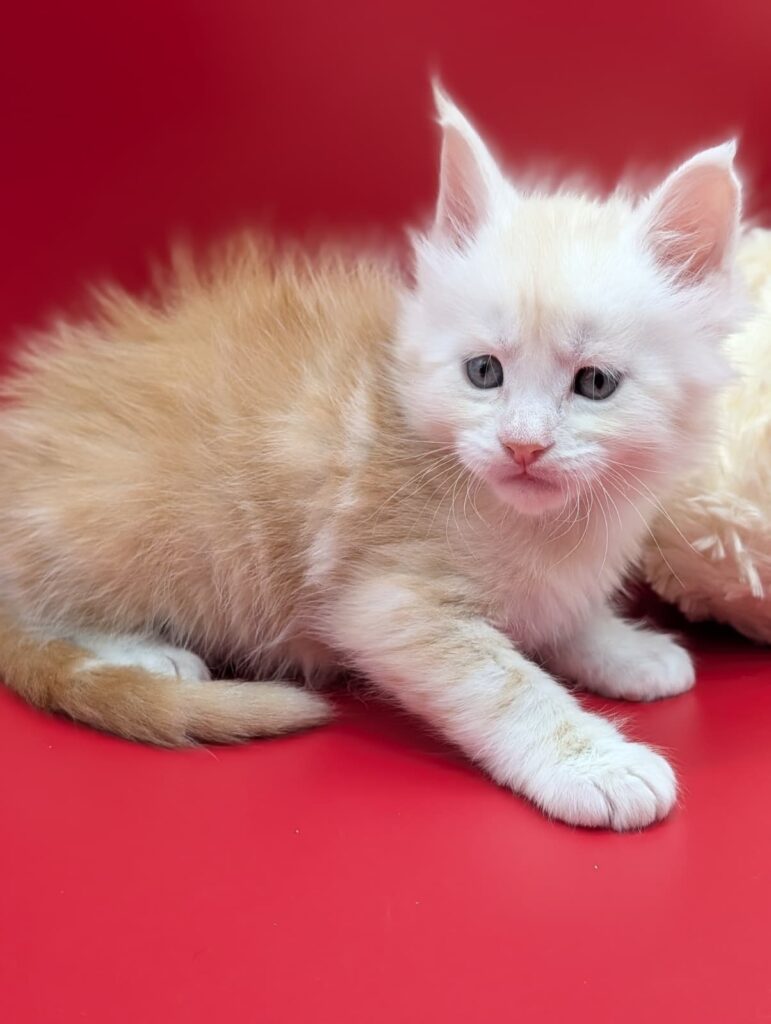 Maine Coon kitten red silver tabby, 5 weeks old, soft fluffy fur detail