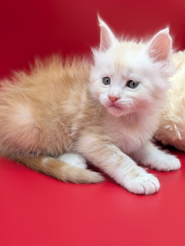 Maine Coon kitten red silver tabby, 5 weeks old, close-up portrait