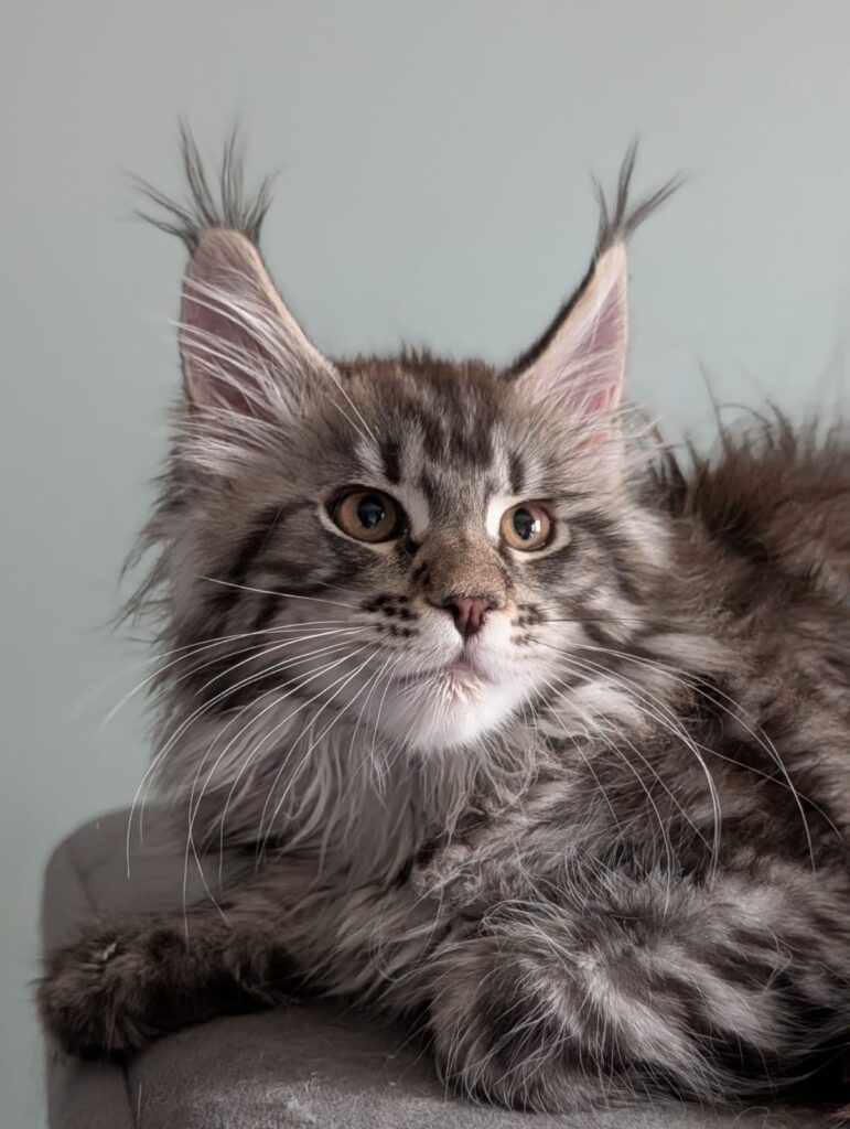 A striking black sable Maine Coon girl with impressive lynx-tipped ears and a beautifully textured, dense coat. She is lively, playful, and confident, with a soft and social character that makes her easy to bond with. A wonderful example of the breed’s beauty and temperament.