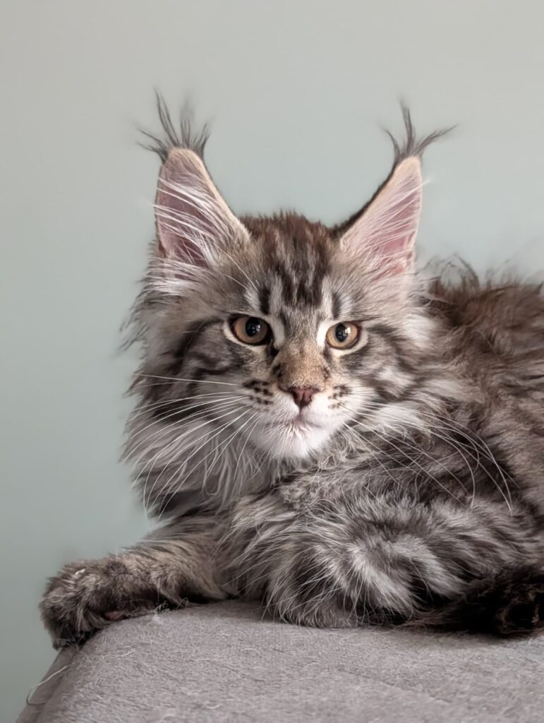 A beautiful black sable Maine Coon girl with a rich, flowing coat and exceptionally long lynx-tipped ear furnishings. She has a refined, elegant type with a strong breed expression and a captivating, intelligent look. She is active, curious, and full of life, while remaining gentle and balanced in temperament.