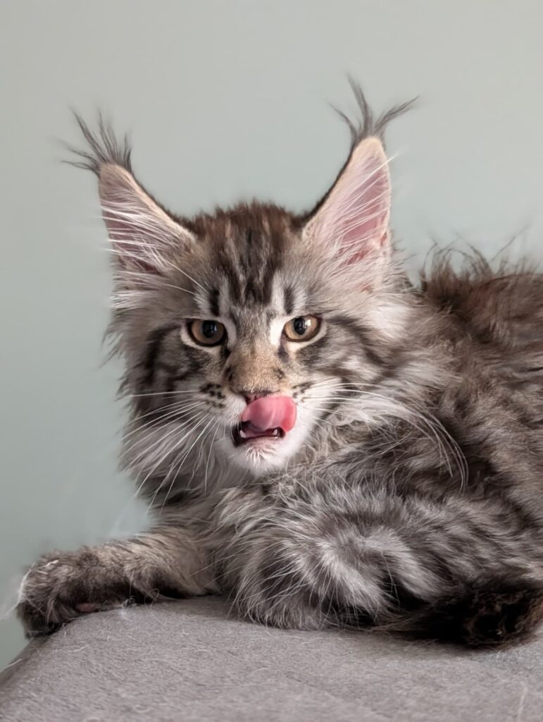 Elegant black tabby Maine Coon kitten with dense coat and strong breed type