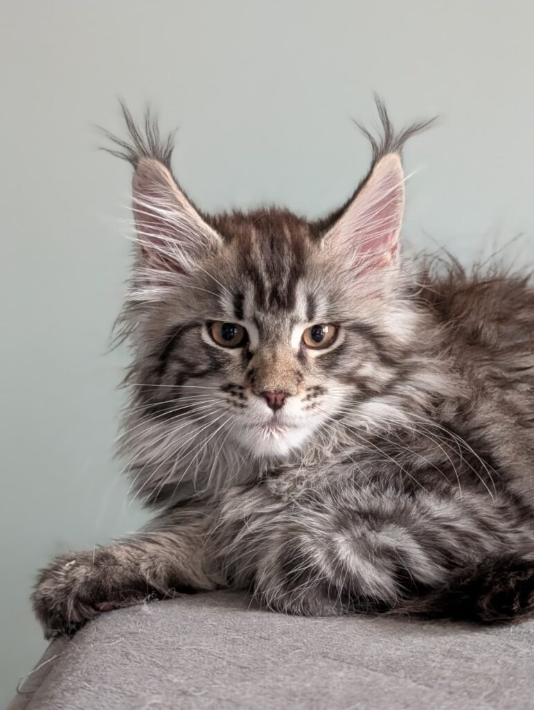 This black sable Maine Coon female kitten stands out with her luxurious coat, long ear tassels, and expressive, alert gaze. She combines elegance and strength of type, showing both playful energy and a calm, affectionate nature. A kitten with true breed charisma.
