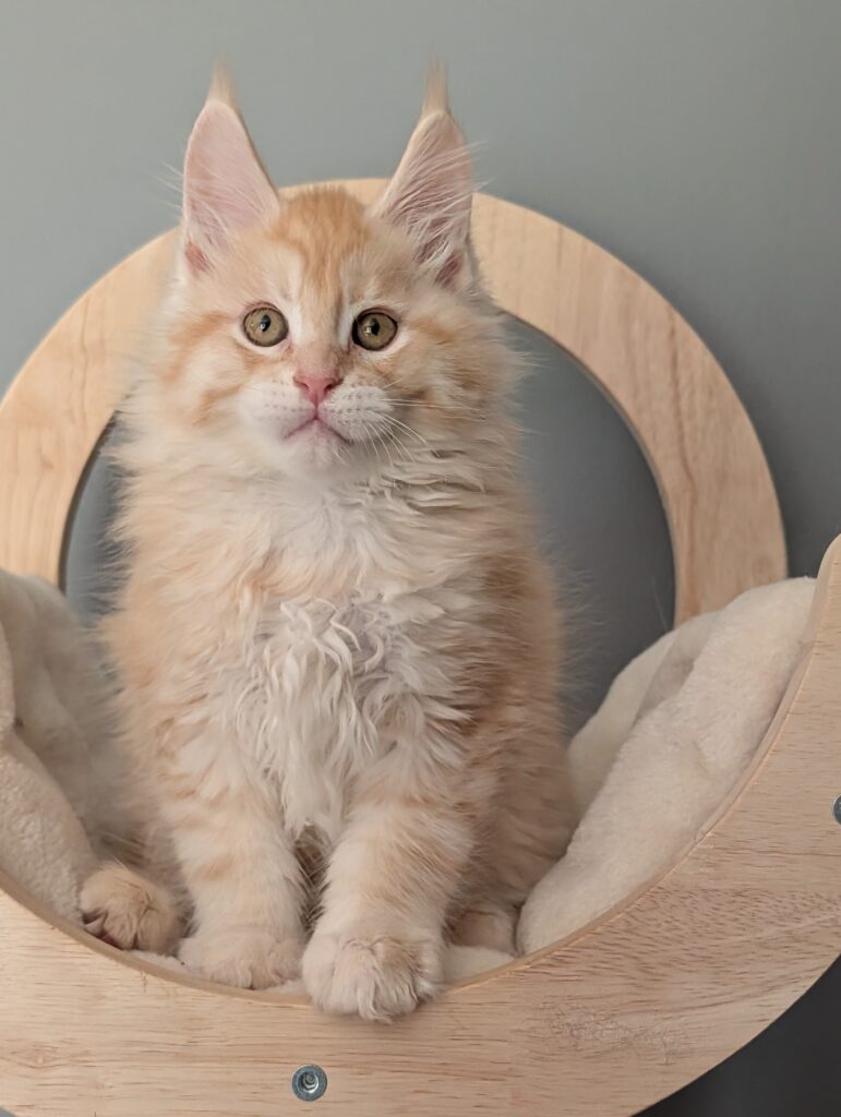 Adorable red silver Maine Coon kitten, 2 months old, with a luxurious fluffy coat and a gentle, playful expression.