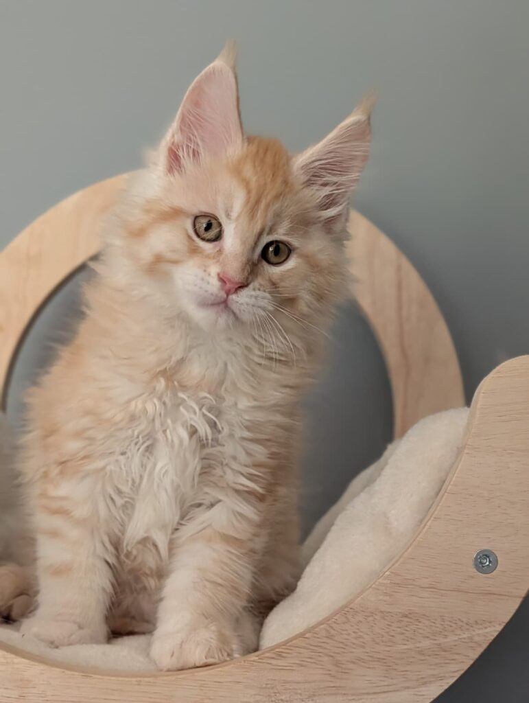 Fluffy red silver Maine Coon kitten, 2 months old, with a soft coat and captivating, bright eyes full of charm.