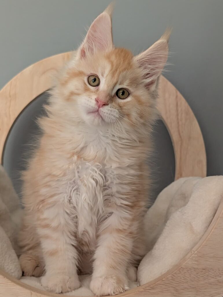 Gorgeous young Maine Coon kitten (2 months), red silver color, extremely fluffy with a sweet and attentive expression.