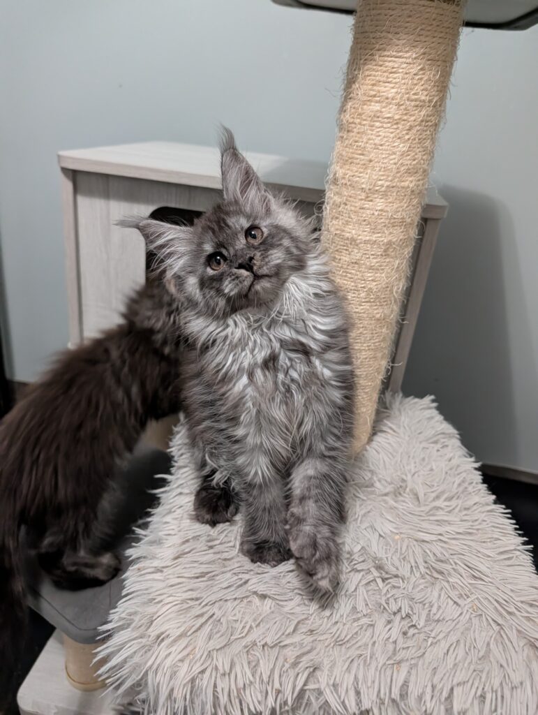 Adorable Black Silver Smoke kitten. Very fluffy, affectionate, and full of curiosity and charm.