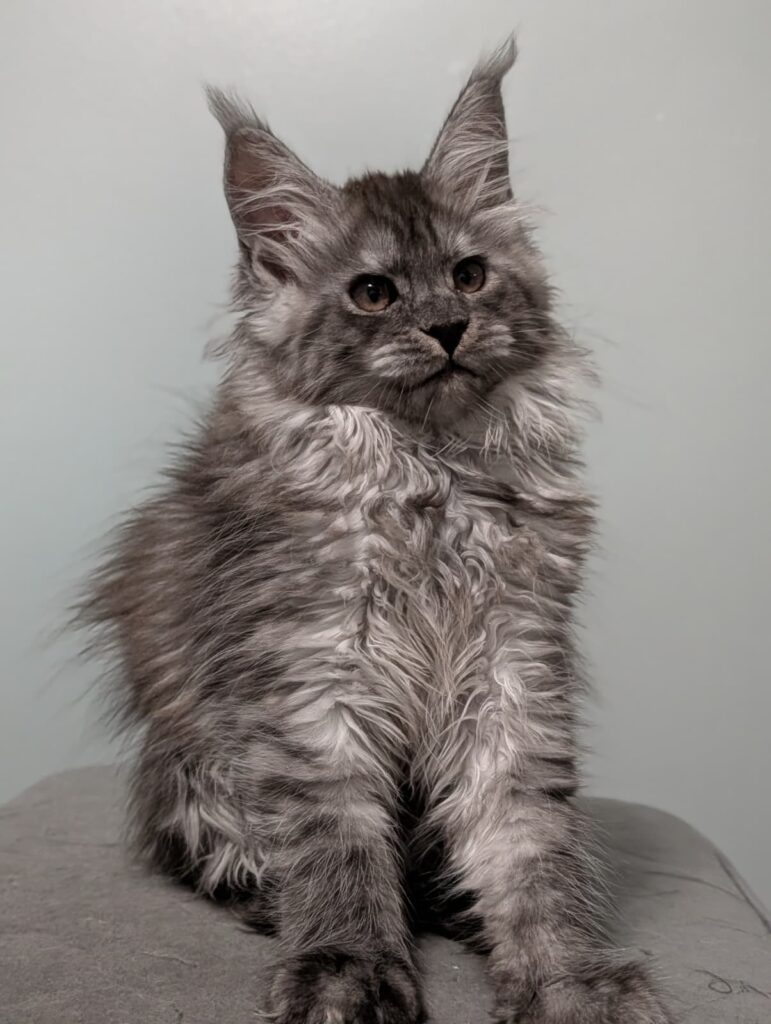 Black Silver Smoke Maine Coon girl, 2 months old. Beautiful fluffy coat, expressive look, and a luxurious plume tail.