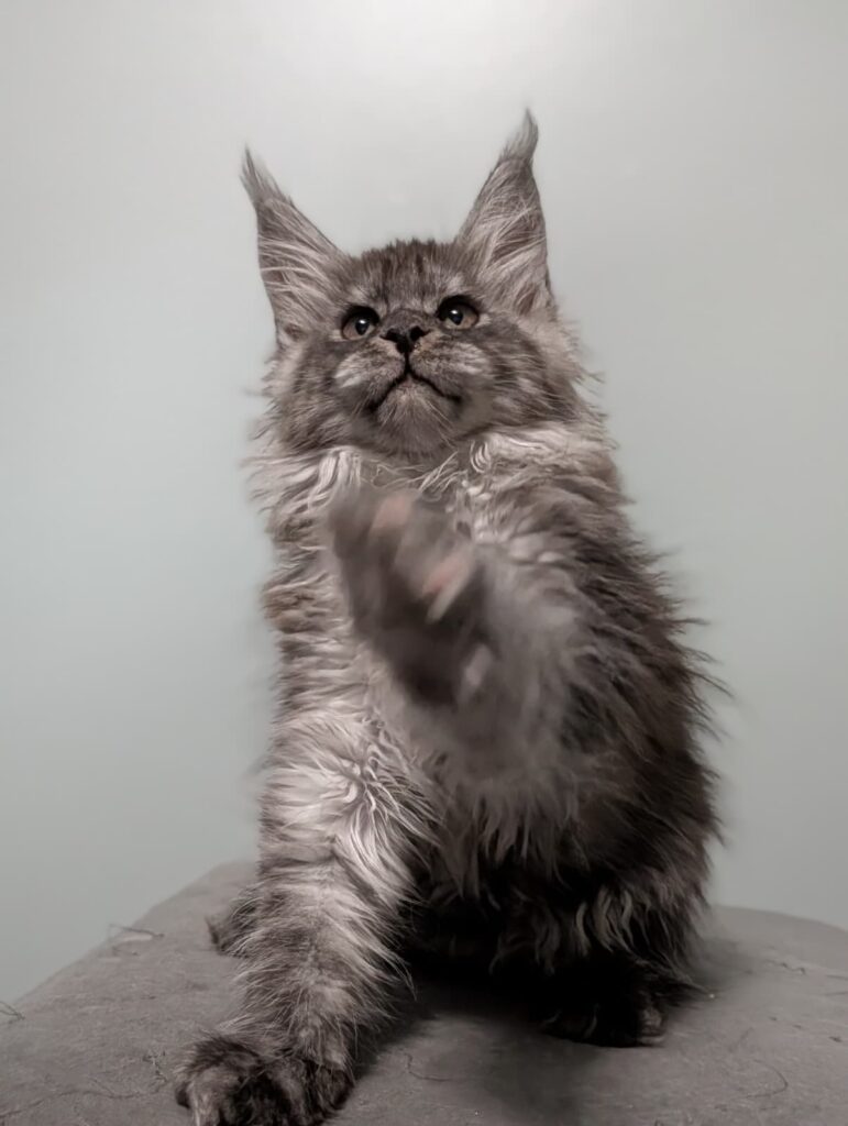 Promising young Maine Coon female. Dense coat, lovely temperament, and striking silver smoke contrast.