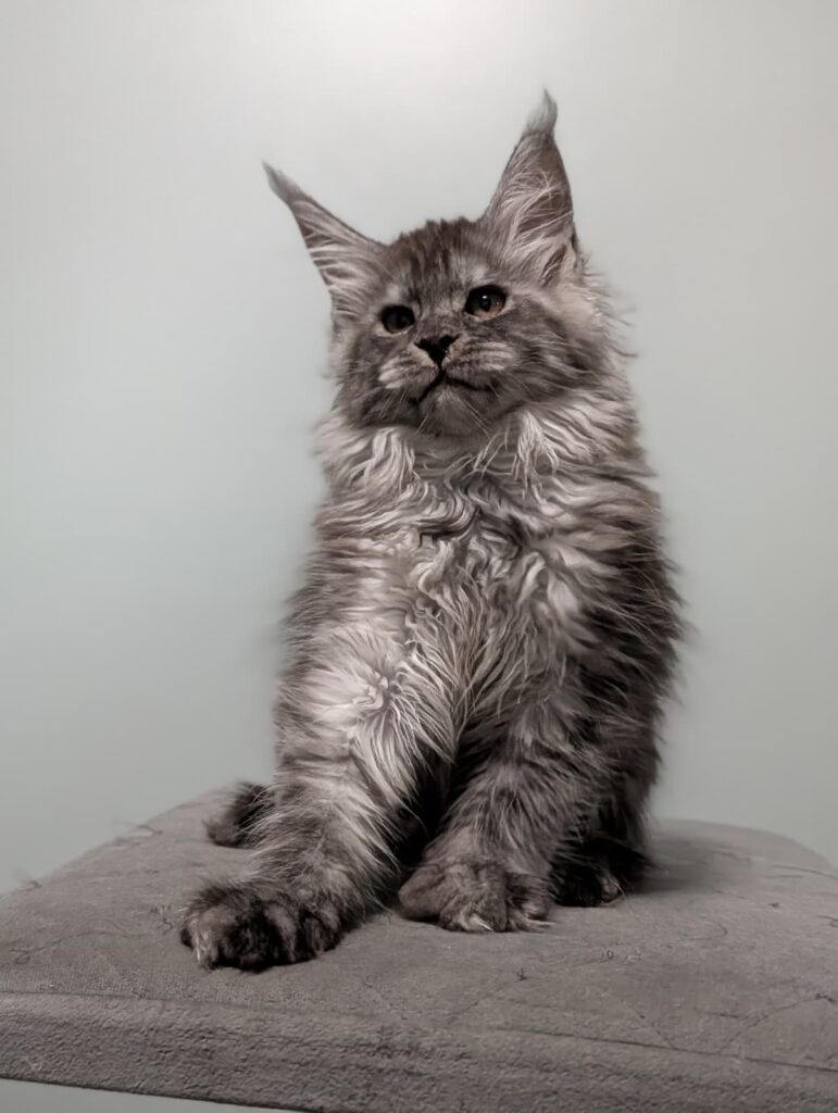 Elegant Black Silver Smoke girl. Bright expression, silky fur, and wonderful Maine Coon features.