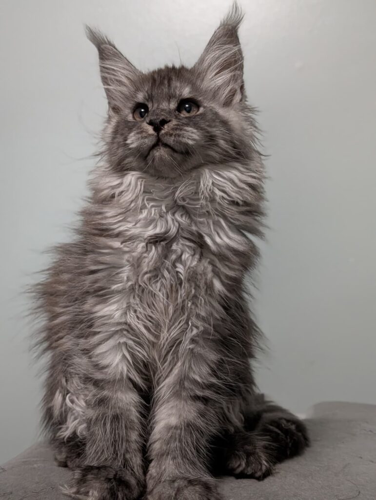 Charming Maine Coon female. Black Silver Smoke color with a soft smoky undercoat and excellent breed type.