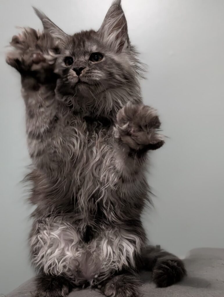 Sweet and playful Maine Coon kitten. Thick coat, strong structure, and a stunning fluffy tail.