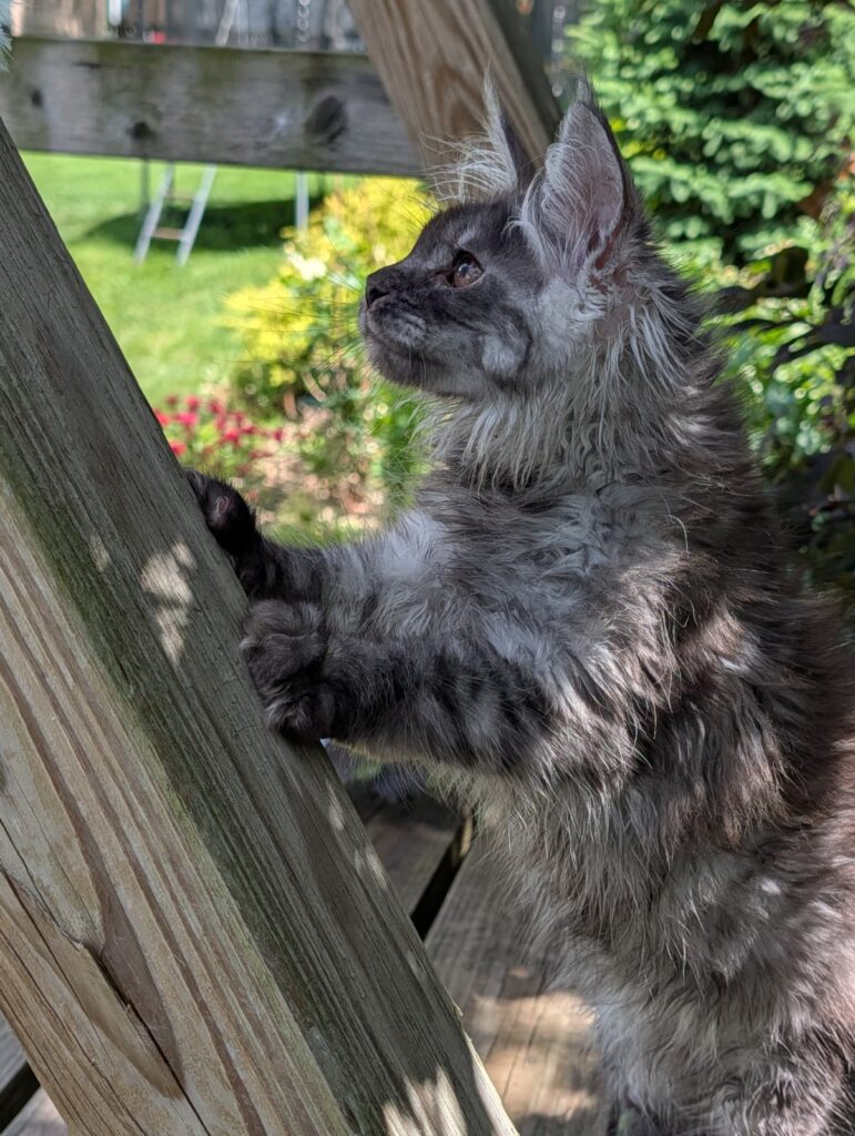 Maine Coon female kitten in Black Silver Smoke color, 8 weeks old, showing strong bone structure, luxurious fur, and a charming expression.