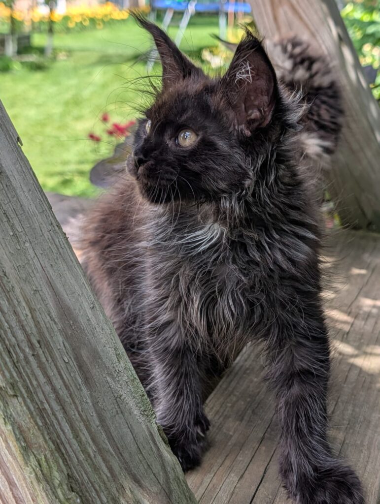 Beautiful Black Maine Coon featuring a luxurious dark coat, expressive eyes, and excellent breed characteristics.