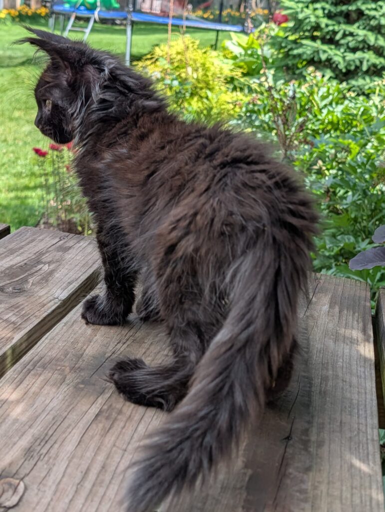 Elegant Black Maine Coon kitten with a strong build, fluffy fur, and striking ear tufts.