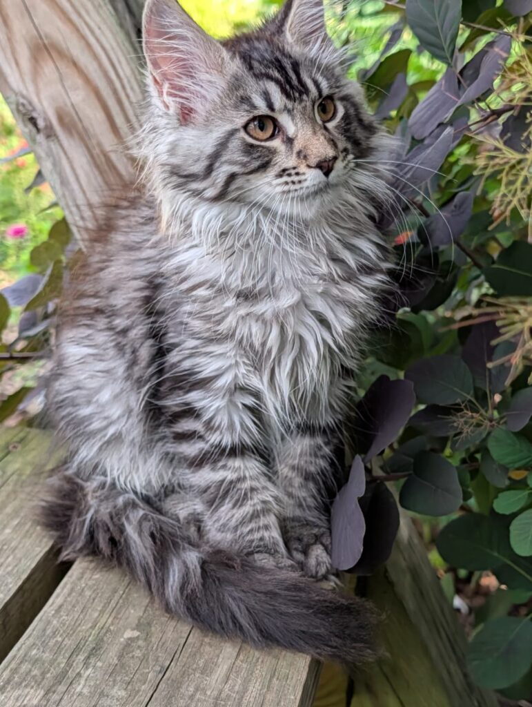 Beautiful Black Silver Tabby Maine Coon kitten with excellent breed type, bright eyes, and long ear tufts.