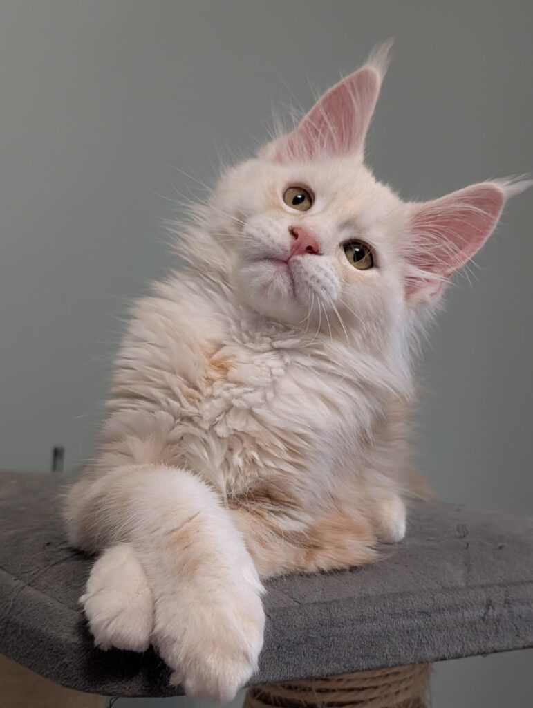 Male Red Silver Maine Coon kitten, 12 weeks old, featuring long ear tufts, bright expression, and luxurious coat, ready for a loving home.
